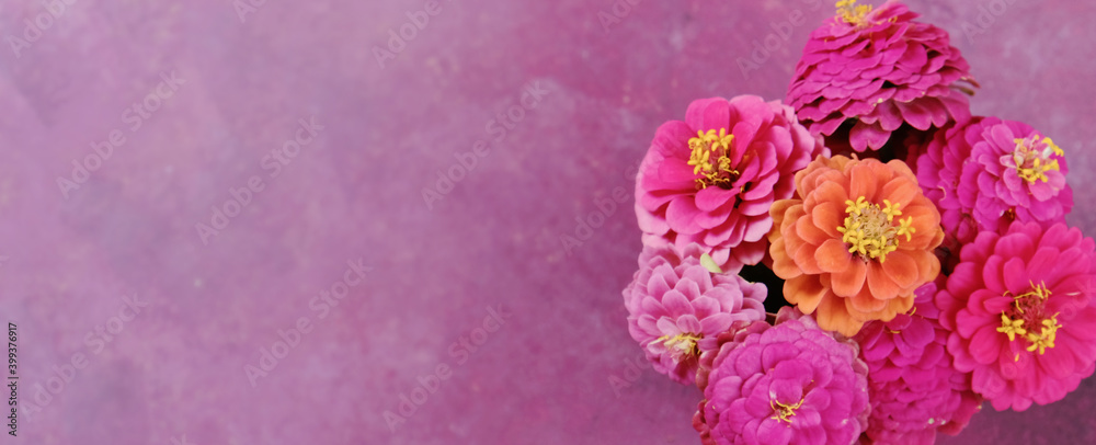 Pink Zinnia flower blooms on purple texture background for Mother's Day holiday.
