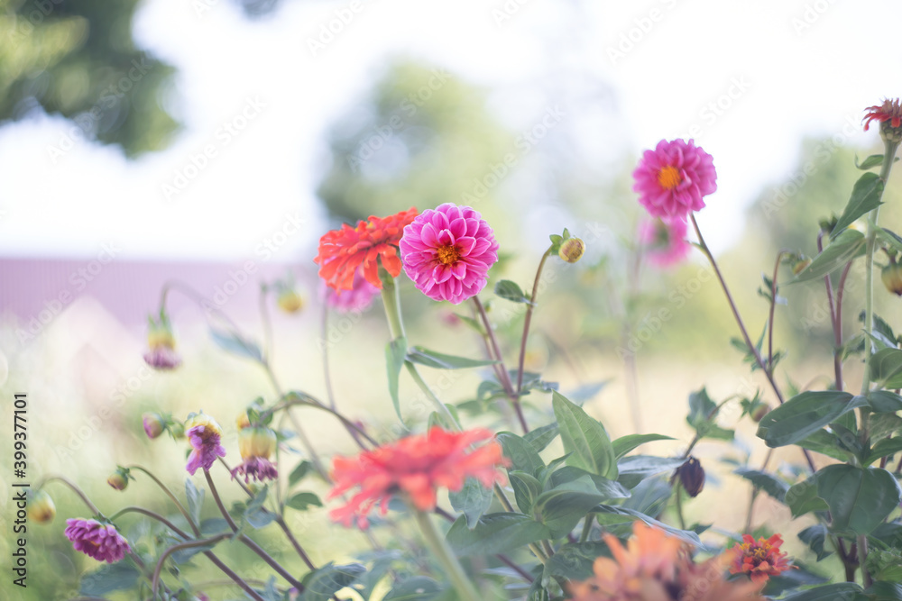 Romantick pink and orange flowers blooming in garden. Retro, vintage feeling, Selective focus Romantick pink and orange flowers blooming in garden. Retro, vintage feeling, Selective focus