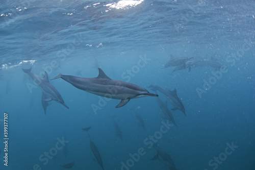 Spinner dolphins swimming in the group. Dolphins during the hunt. Marine life in the ocean. Snorkeling with dolphins. 
