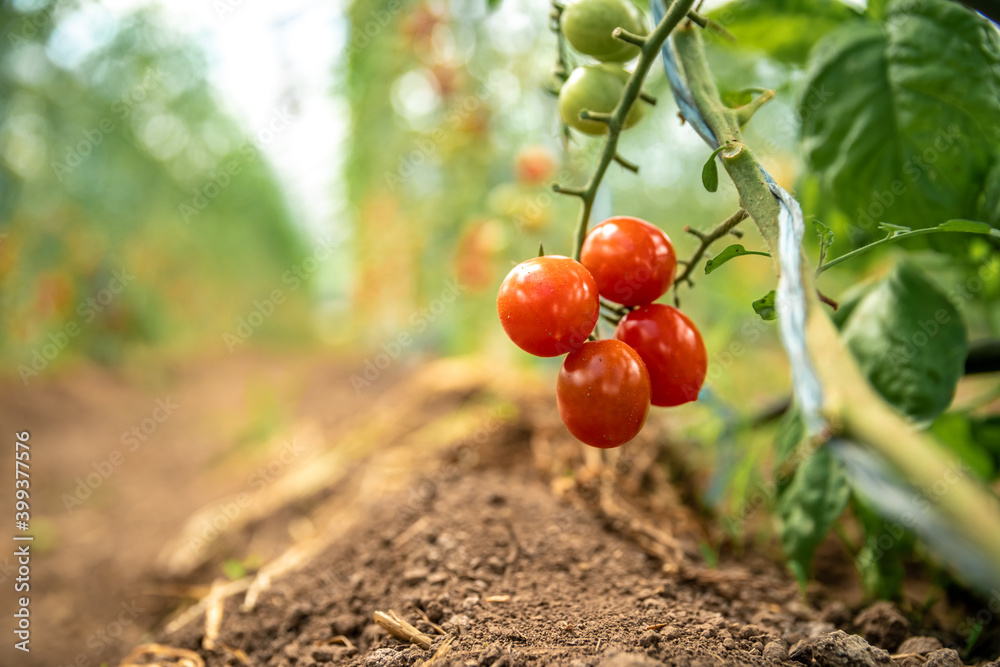 collection of ripe tomatoes in organic quality in a greenhouse on the farm