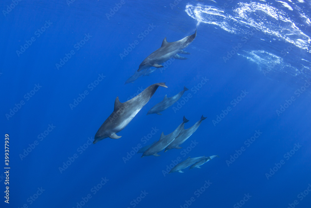 Bottlenose dolphins swimming in the group. Dolphins during the hunt. Marine life in the ocean. Snorkeling with dolphins. 