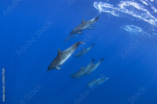 Bottlenose dolphins swimming in the group. Dolphins during the hunt. Marine life in the ocean. Snorkeling with dolphins. © prochym