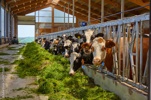 Cows feeding in the barn.