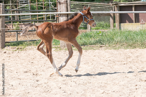A Chestnut   fox-colored young Warmblood foal trots on the sand