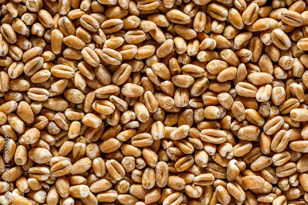 wheat grain texture, natural dry grain on the whole image, macro shot.Conceptual image of harvesting. Diet food concept.horizontal background,. wheat grain texture, natural dry grain on the whole image, macro shot.Conceptual image of harvesting. Diet food concept.horizontal background,.