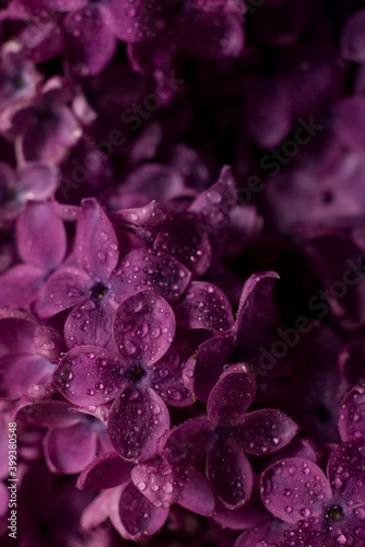 Beautiful purple lilac flowers. Macro photo of lilac spring flowers.