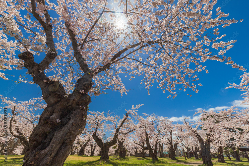 青葉ケ丘公園の桜 青葉ケ丘公園の桜