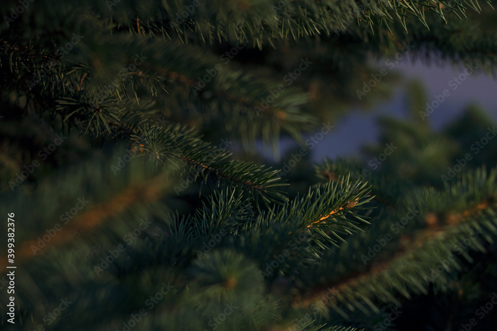 colorful fluffy fir branches - close up. Merry Christmas and Happy Holidays greeting card, frame, banner. New Year. colorful fluffy fir branches - close up. Merry Christmas and Happy Holidays greeting card, frame, banner. New Year.