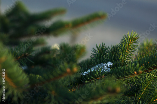 fluffy fir branches with little icicles - close up. Merry Christmas and Happy Holidays greeting card  frame  banner. New Year.