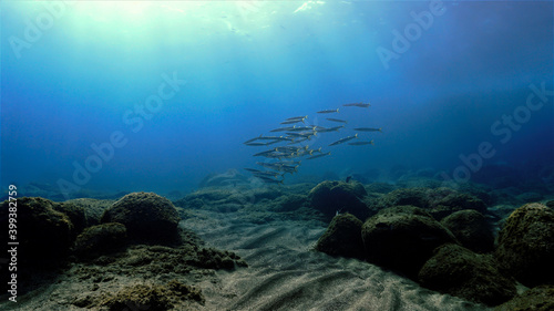 Shoal of Barracudas over the coral reef in sunlight © Johan