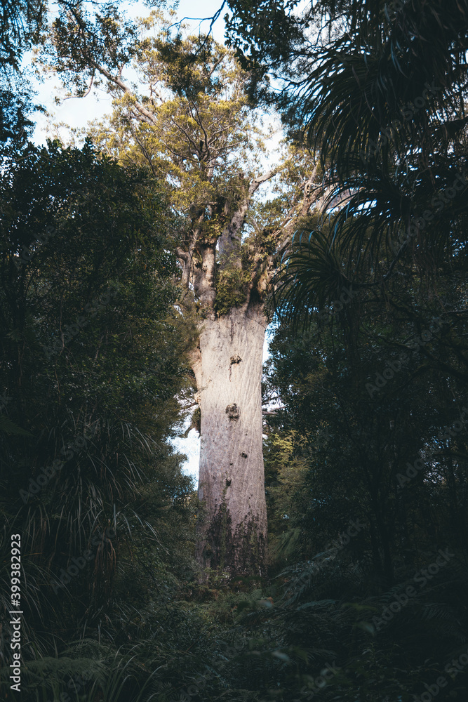 The biggest Kauri tree in New Zealand