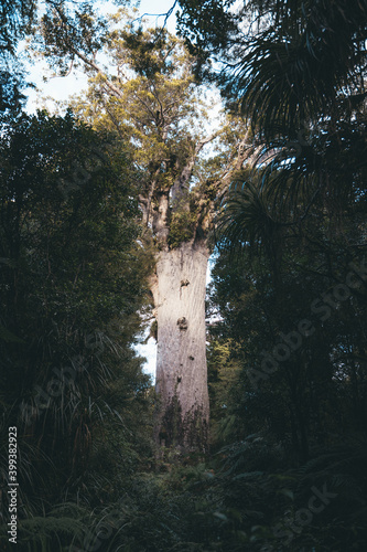 The biggest Kauri tree in New Zealand