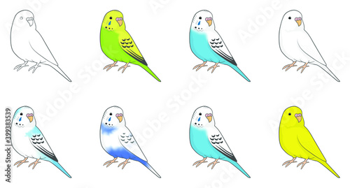 セキセイインコ
