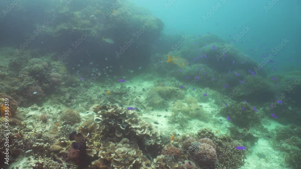 The underwater world of coral reef with fishes at diving. Coral garden under water, Philippines, Camiguin.