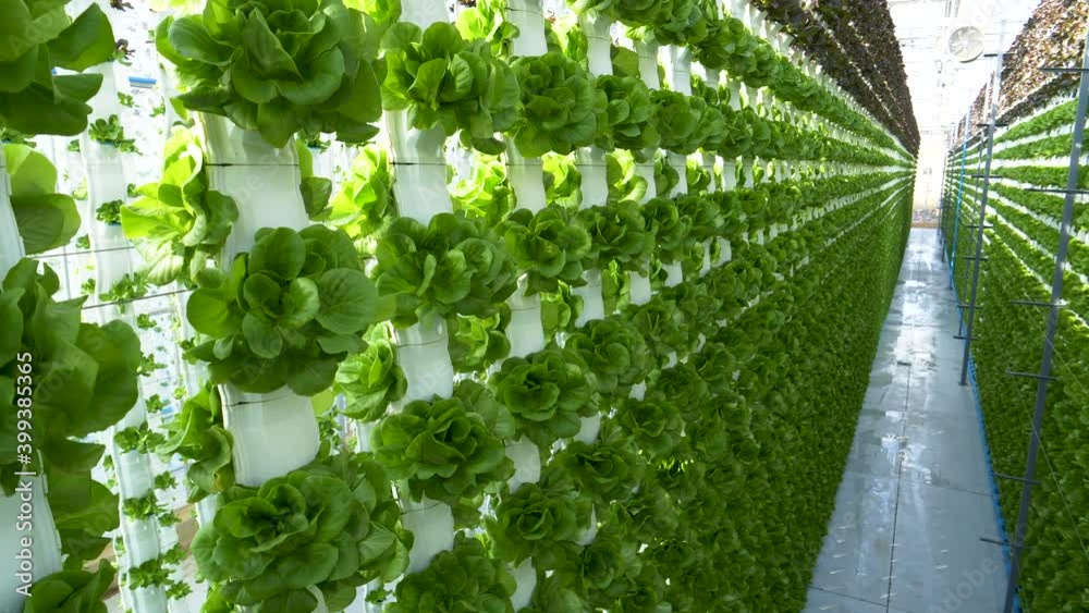 Tilt down shot of beautiful lettuce growing upright in rows in columns ...