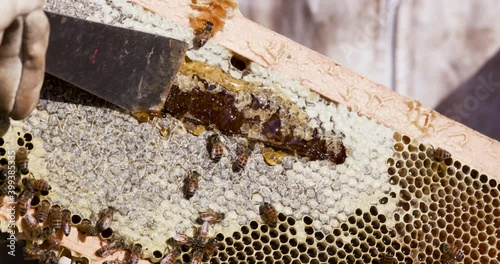 Close-up cropped view of a Beekeeper' s hand scraping off the wax caps on a hive frame from   African honey bees photo