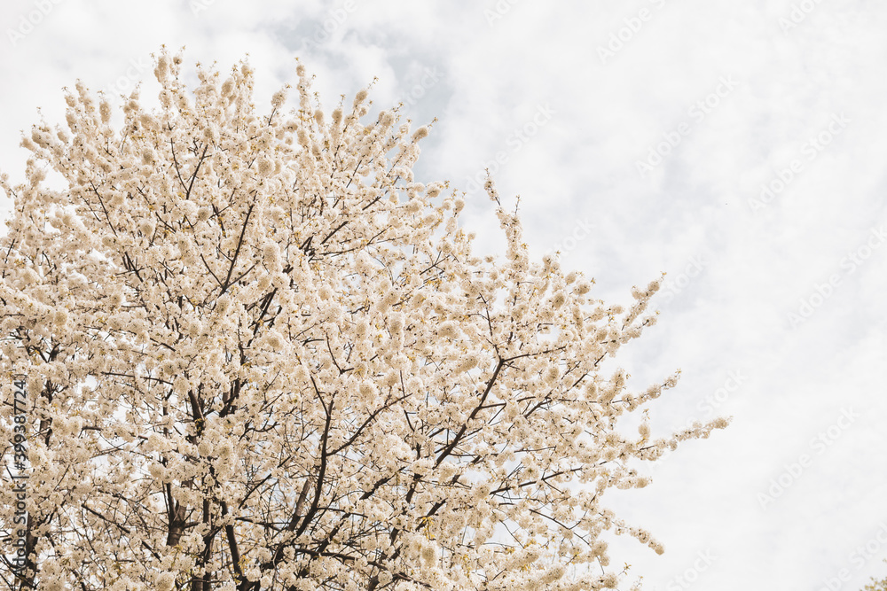 Flowering fruit tree in springtime, beautiful spring flower Flowering fruit tree in springtime, beautiful spring flower