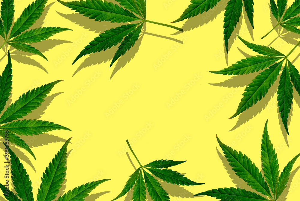 Flat composition with hemp leaves on a yellow background, top view on background. minimal concept. creative copyspace Flat composition with hemp leaves on a yellow background, top view on background. minimal concept. creative copyspace