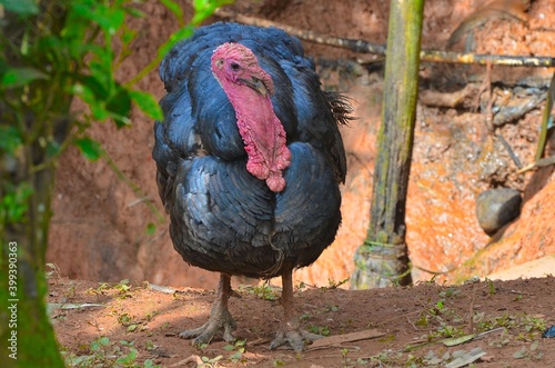 Turkey  Meleagris   Dindon   Am  rique Centrale.