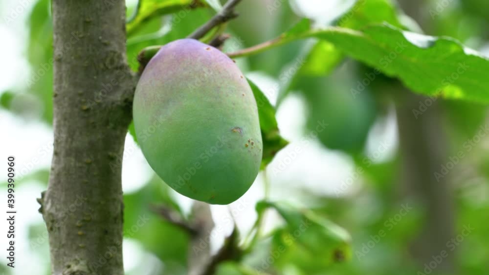 Ripening Organic Plum in natural environment - (4K) Ripening Organic Plum in natural environment - (4K)