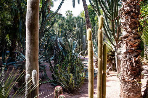 Marrakesh, Morroco, Africa - April 30, 2019: Cactuses in Marrakesh, Morroco, Africa - April 30, 2019: Cactus in Jardin Majorelle