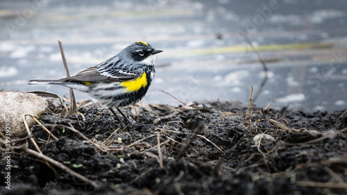 Yellow-rumped Warbler (setophaga coronata) bird searching for food on the forest floor wildlife background. Beautiful Myrtle Warbler bright yellow plumage photo