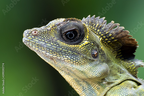 Close up photo of Angle head lizard   Gonocephalus bornensis  