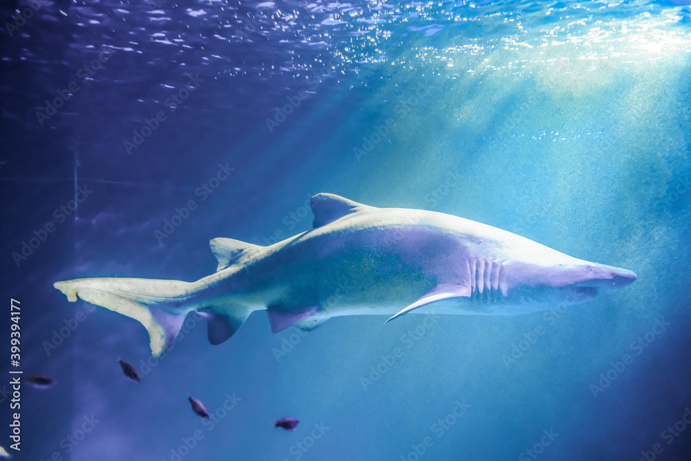 Fototapeta premium 迫力のあるシロワニ