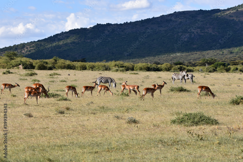 View of Maasai Mara, Kenya