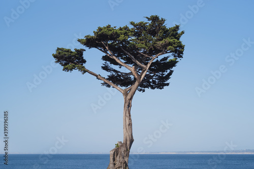 Ocean Side Tree photo
