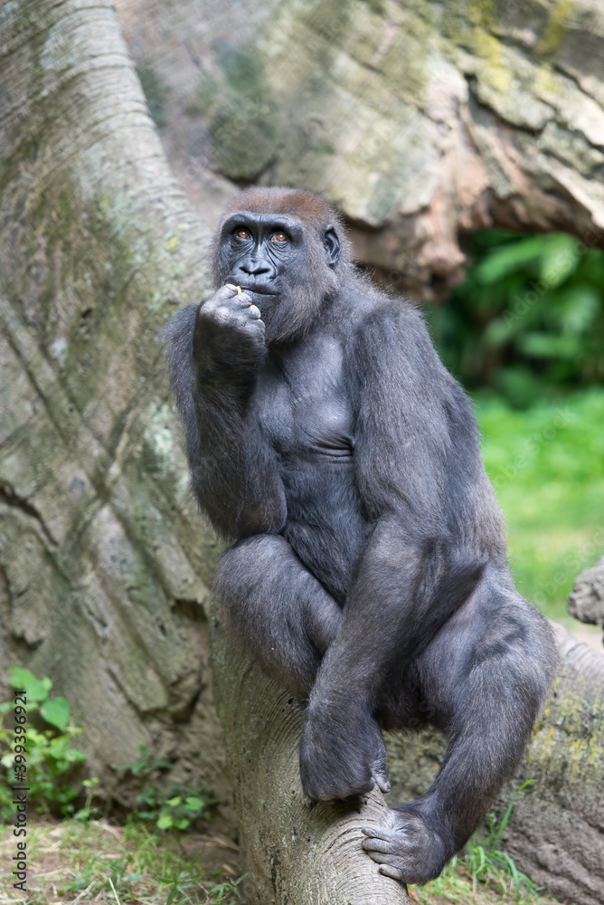 A big gorilla sitting by a tree, pensively looking up with his hand in his mouth. 