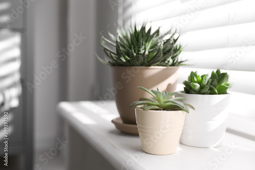 Beautiful different cacti in pots on windowsill indoors. Space for text