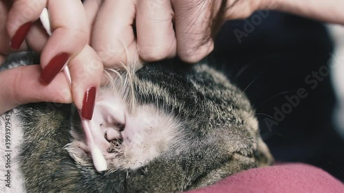 Ear mite. Ear mites are removed from the cat's ears. photo