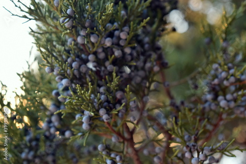 Juniper berries in sunset lighting
