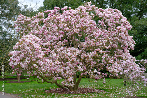 Magnolia Tree full of flowers