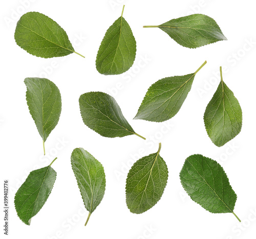Green plum leaves falling on white background