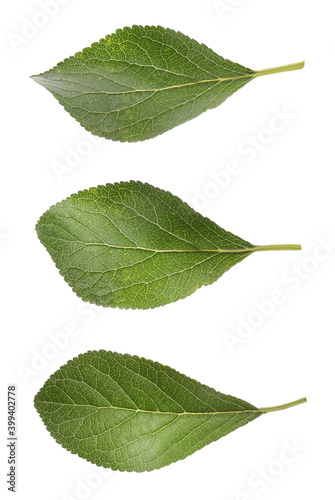 Set of green plum leaves on white background