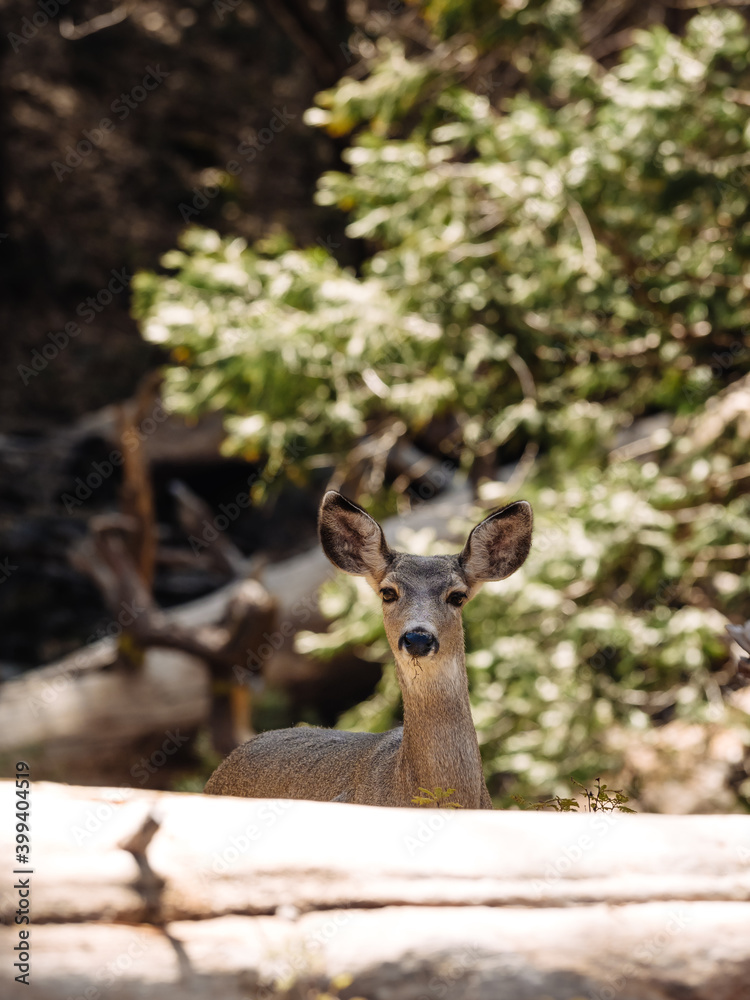Deer in yosemite Deer in yosemite