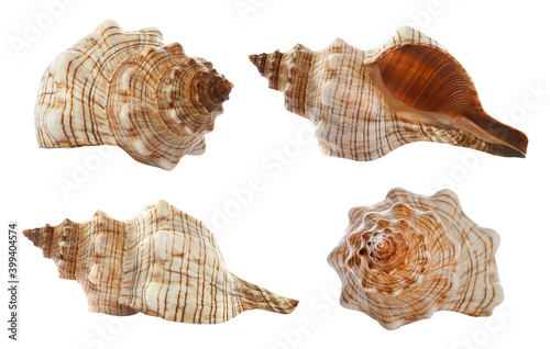 Collage with beautiful sea shell on white background, view from different sides