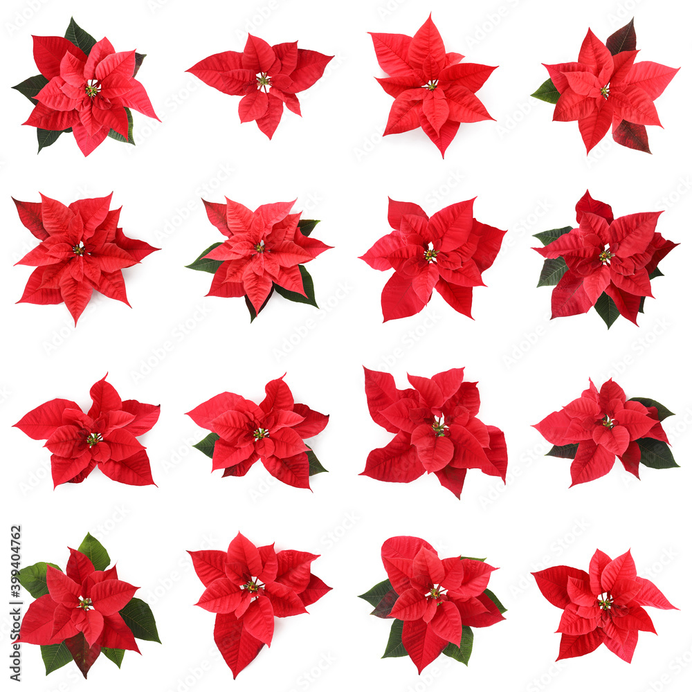 Set of poinsettias on white background. top view. Christmas traditional flower Set of poinsettias on white background. top view. Christmas traditional flower