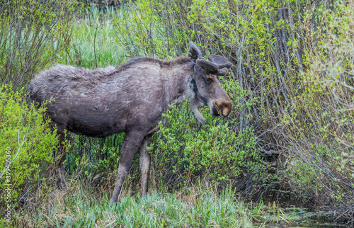 fall moose in rut