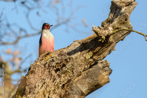 Lewis's Woodpecker perched on a tree pecking a hole
