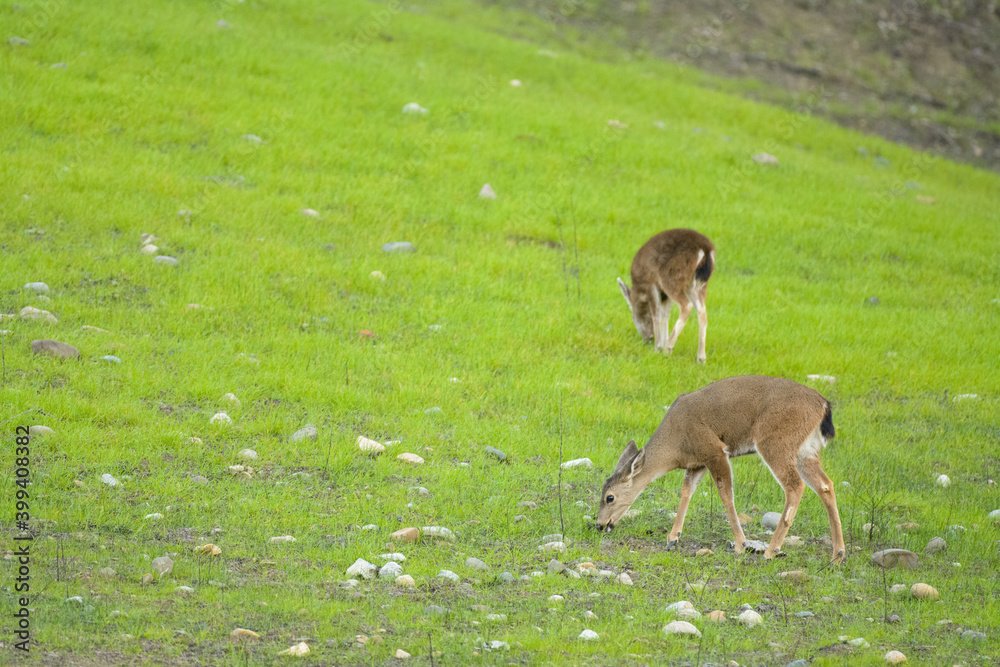 Deer grazing fresh new green grass growth after wildfire. Deer grazing fresh new green grass growth after wildfire.