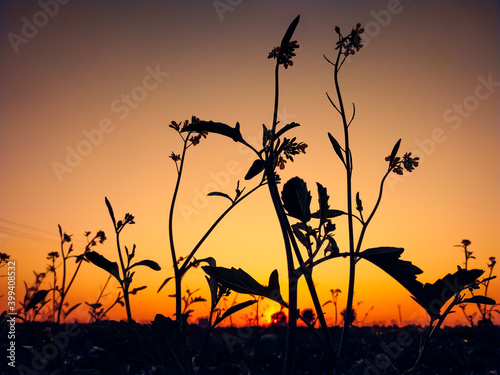 sunset behind Mustard field with flowers