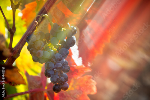 Fresh organic grapes in vineyard during autumn