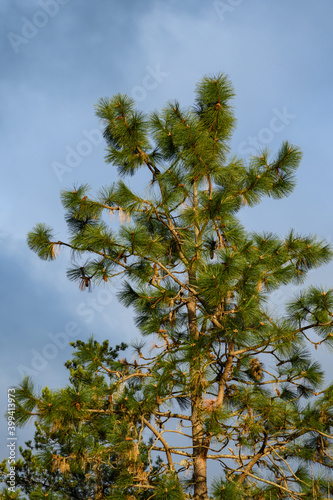 Moody scene of sunlight on a pine tree against a stormy gray sky
