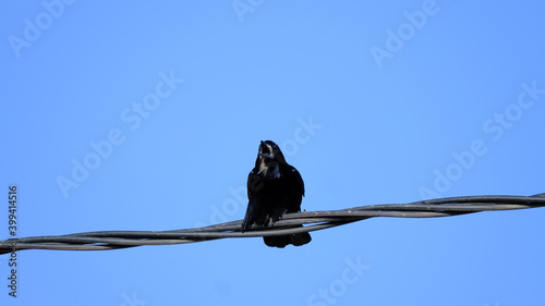  A crow on a city street. Bird watching © Vitaly Loz