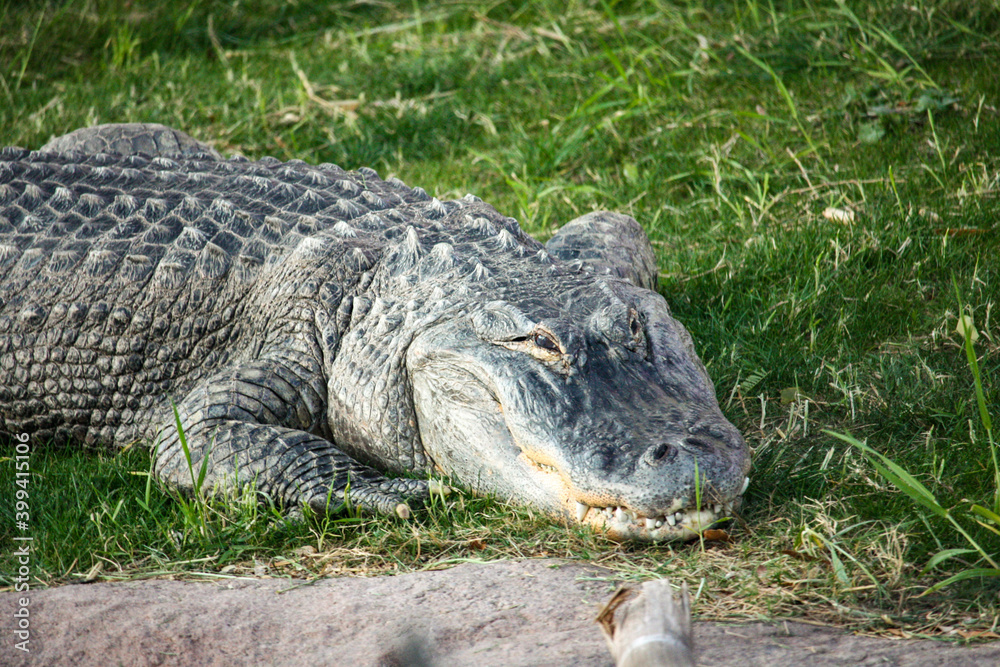 Obraz premium Alligator