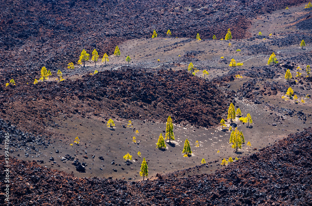 Growing Volcano Trees growing in volcanic terrain at Tenerife island Stock Photo ...