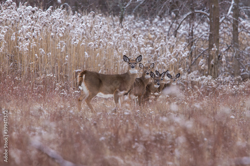 white-tailed deer doe in winter © Mircea Costina